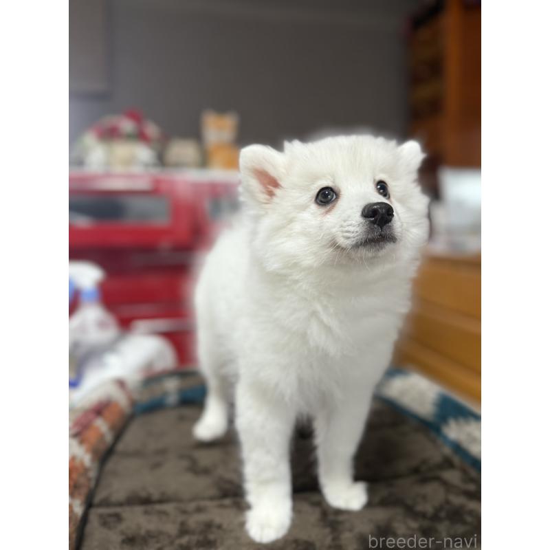 販売中の静岡県の日本スピッツ-423659の4枚目