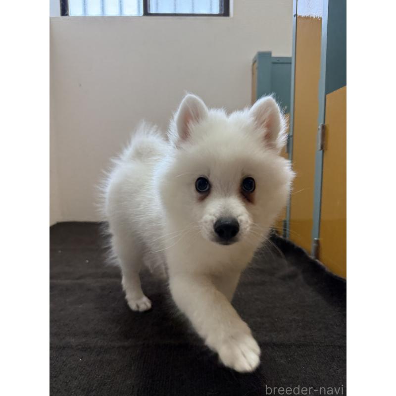 販売中の静岡県の日本スピッツ-423659の3枚目