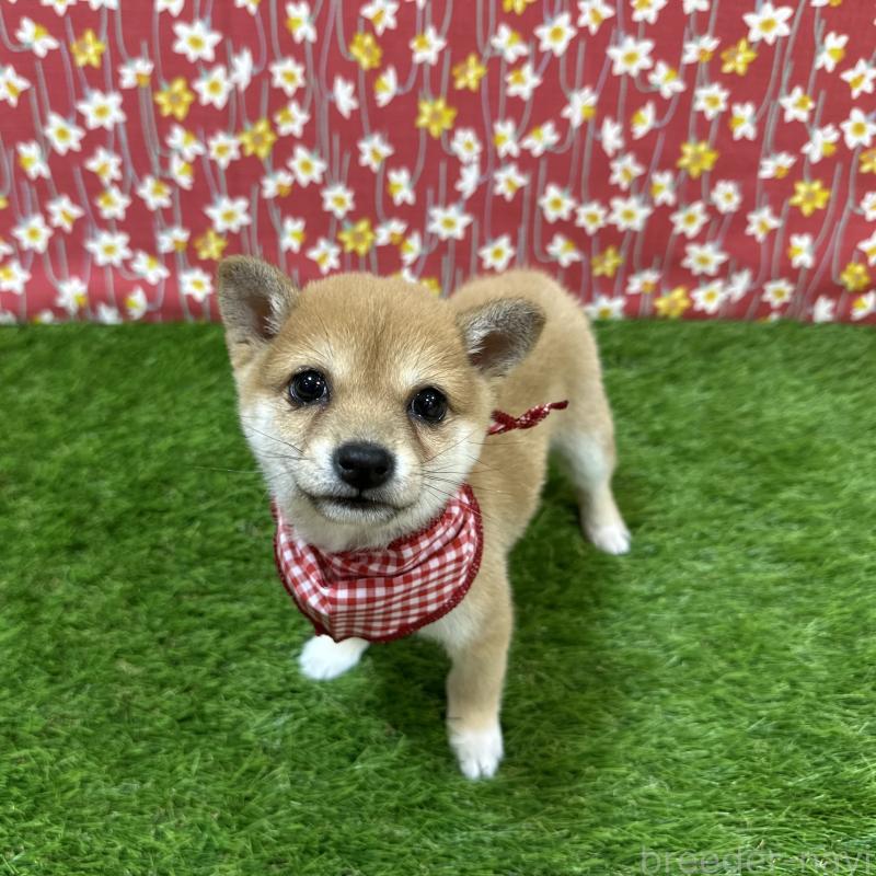 成約済の広島県の豆柴-425257の4枚目