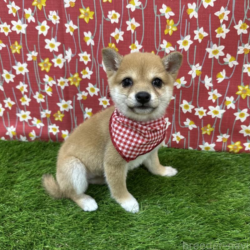 成約済の広島県の豆柴-425257の3枚目