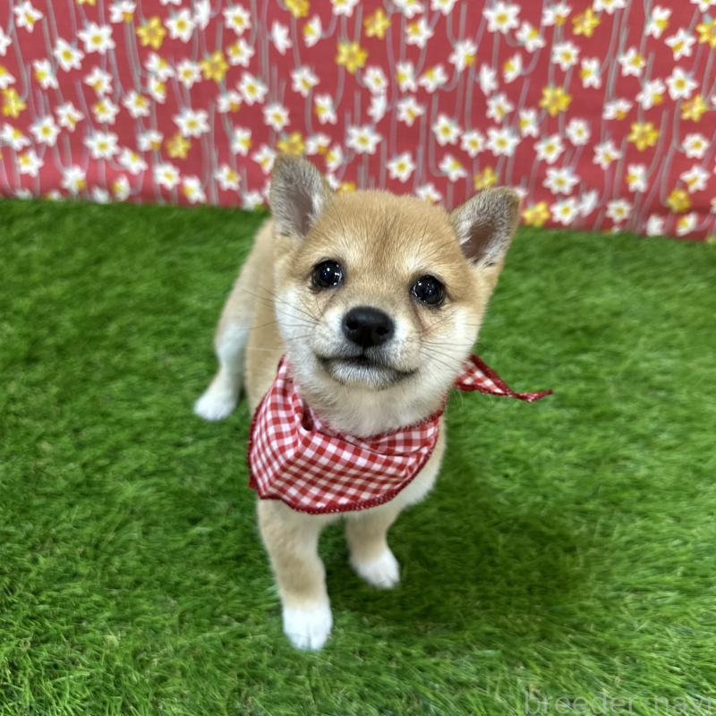 成約済の広島県の豆柴-425257の2枚目