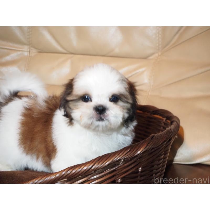 販売中の山梨県のシーズー-428920の7枚目