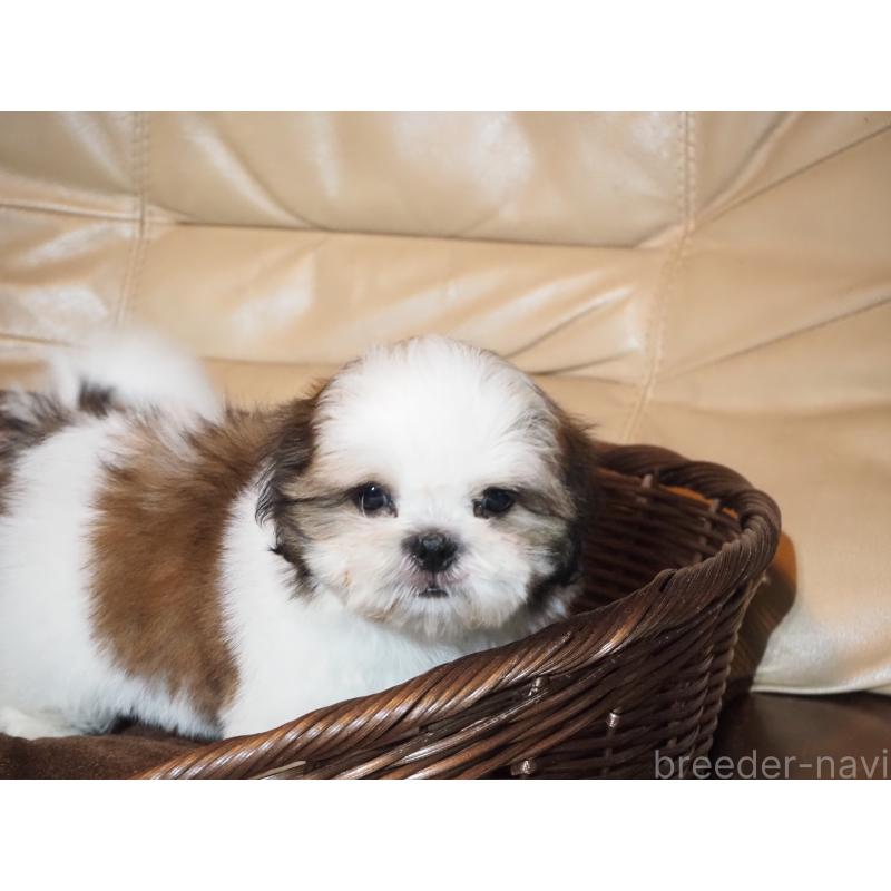 販売中の山梨県のシーズー-428920の6枚目