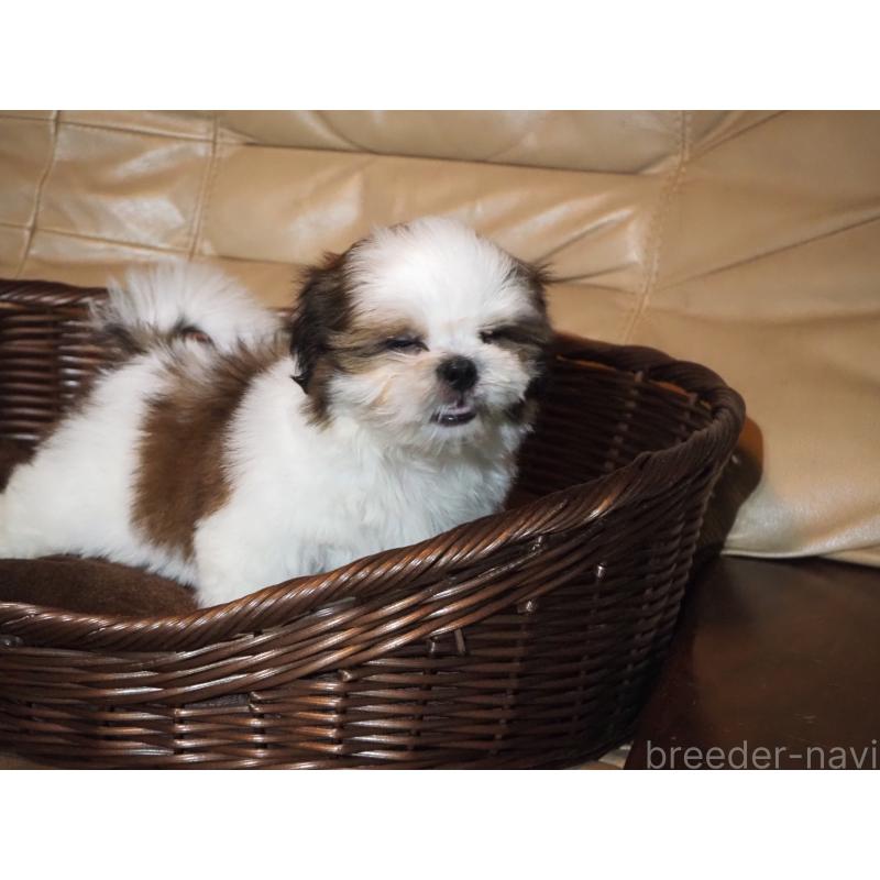 販売中の山梨県のシーズー-428920の5枚目