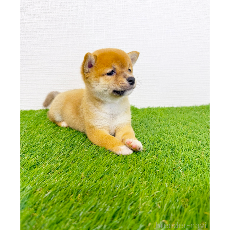 販売中の広島県の豆柴-428858の13枚目