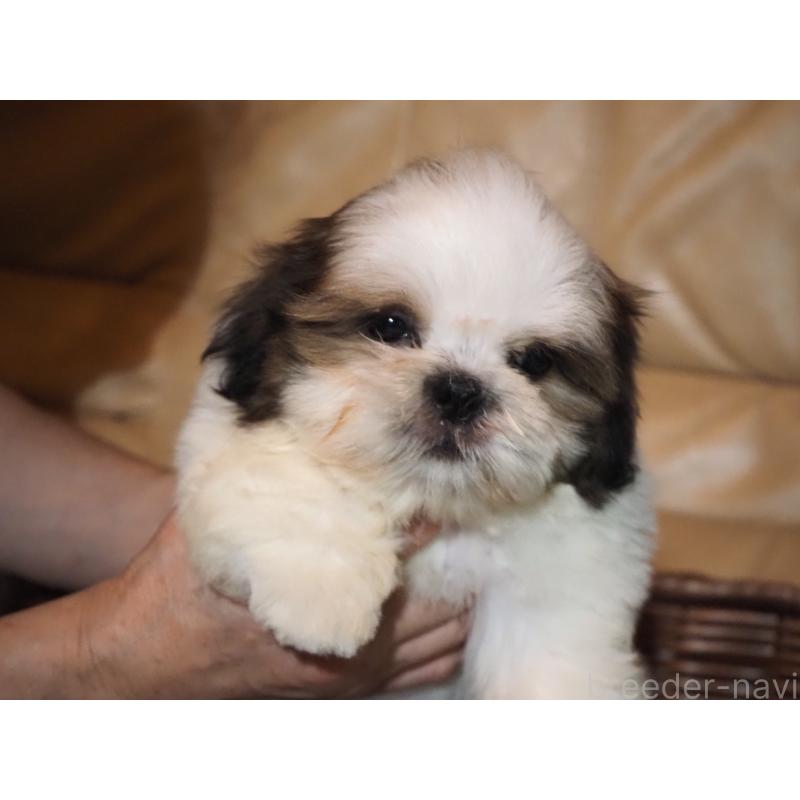 販売中の山梨県のシーズー-428920の2枚目