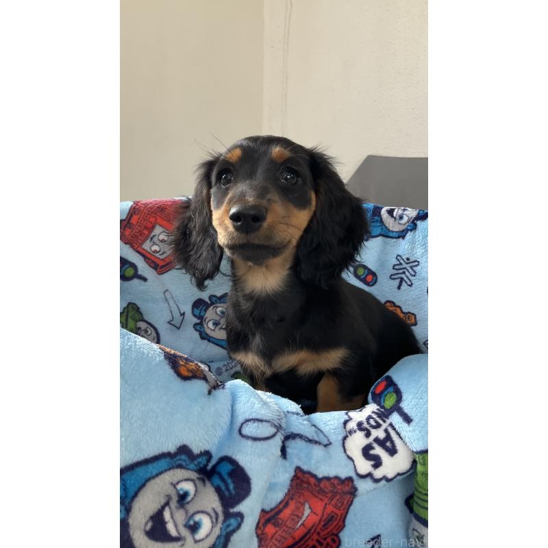 販売中の沖縄県のカニンヘンダックスフンド(ロングヘアード)-428860の3枚目