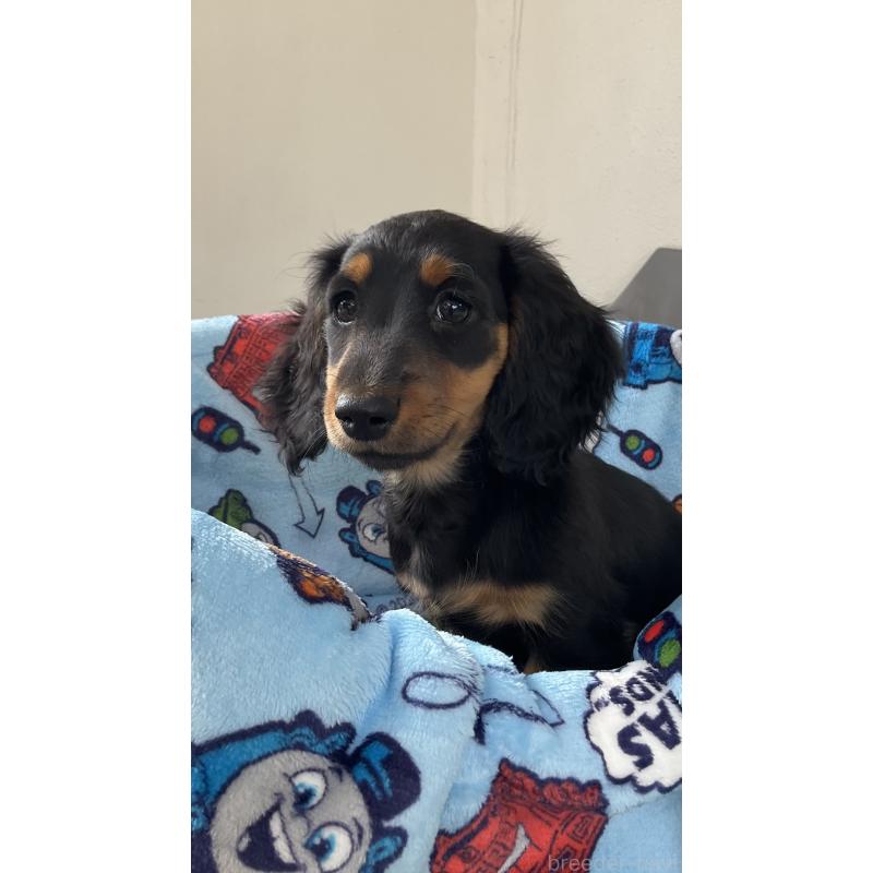 販売中の沖縄県のカニンヘンダックスフンド(ロングヘアード)-428860の2枚目