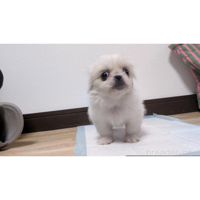 販売中の茨城県のペキニーズ-428864の6枚目