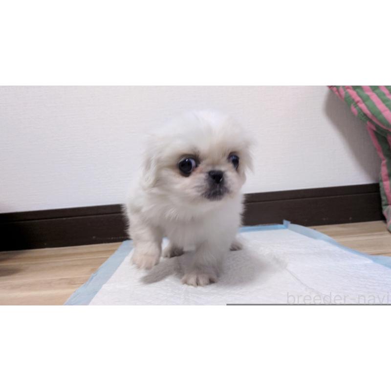 販売中の茨城県のペキニーズ-428864の5枚目