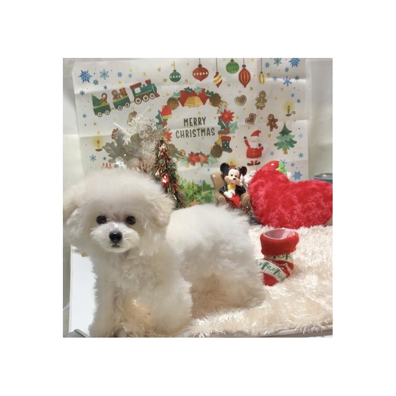 販売中の兵庫県のティーカッププードル-413258の4枚目