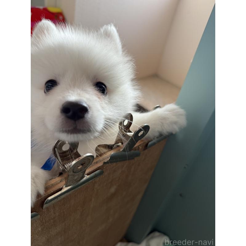 成約済の静岡県の日本スピッツ-424654の14枚目