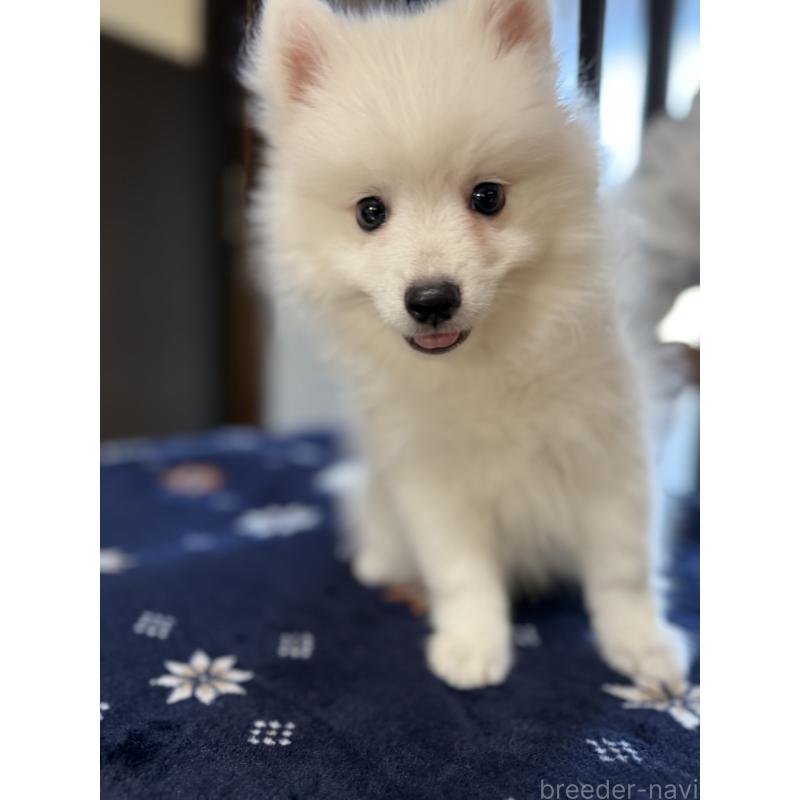 成約済の静岡県の日本スピッツ-424654の12枚目