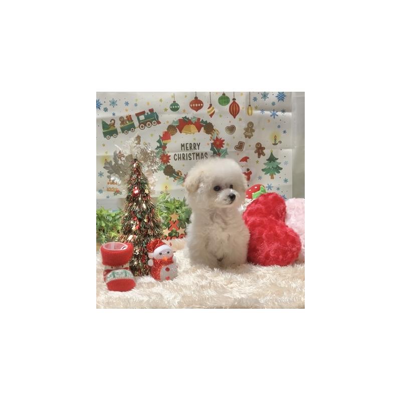 販売中の兵庫県のティーカッププードル-413258の2枚目