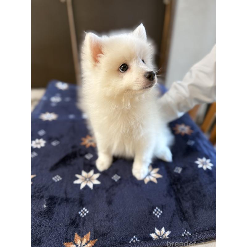 成約済の静岡県の日本スピッツ-424654の11枚目