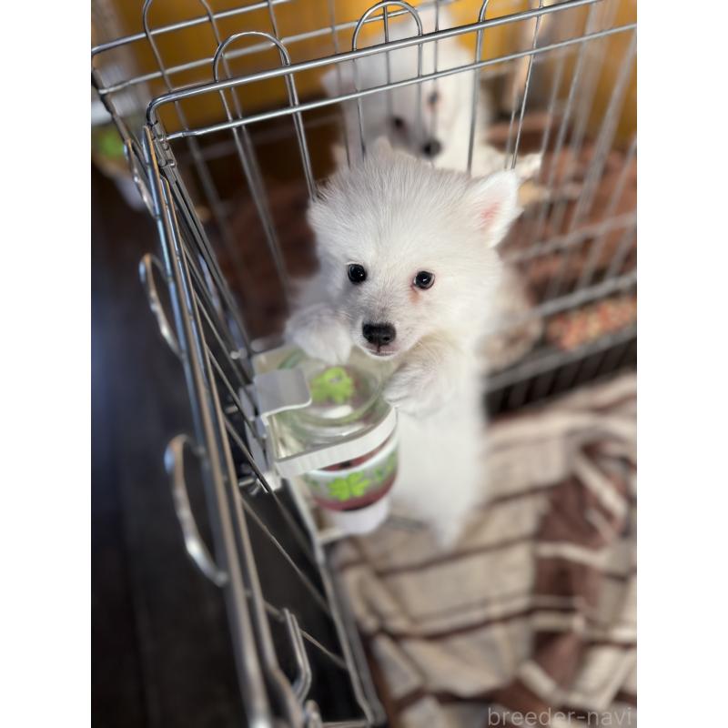 成約済の静岡県の日本スピッツ-424654の10枚目