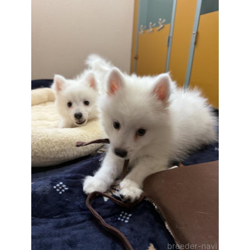 成約済の静岡県の日本スピッツ-424654の9枚目