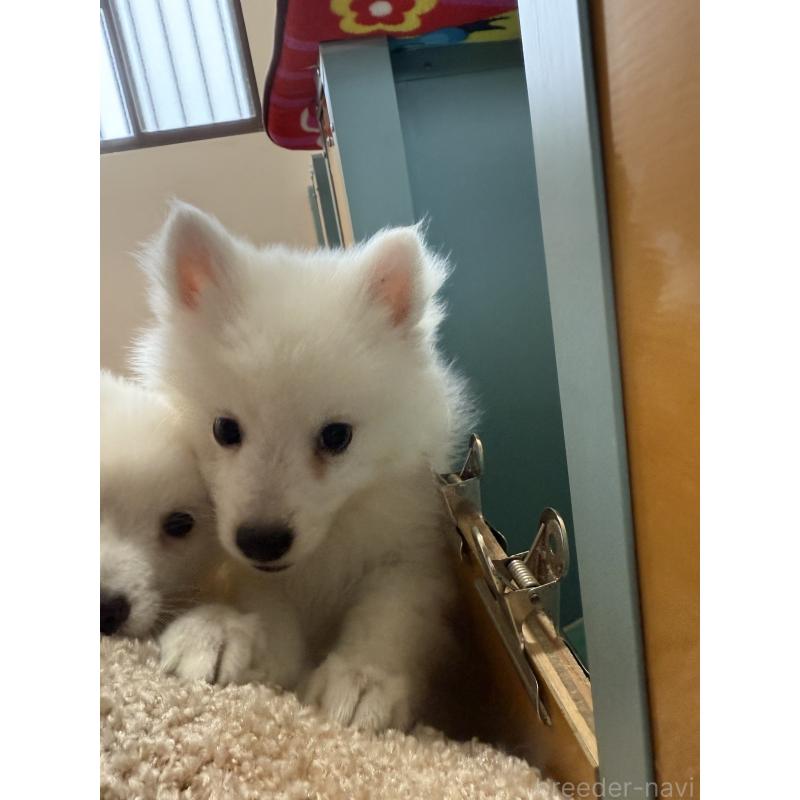 成約済の静岡県の日本スピッツ-424654の8枚目