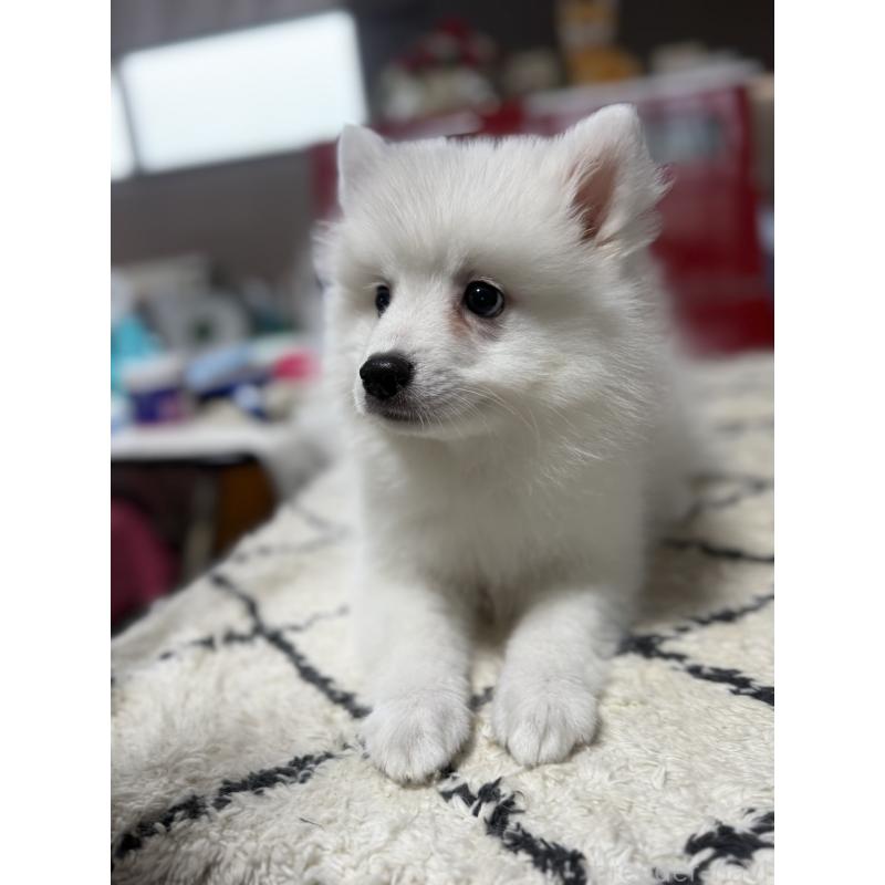 成約済の静岡県の日本スピッツ-424654の7枚目