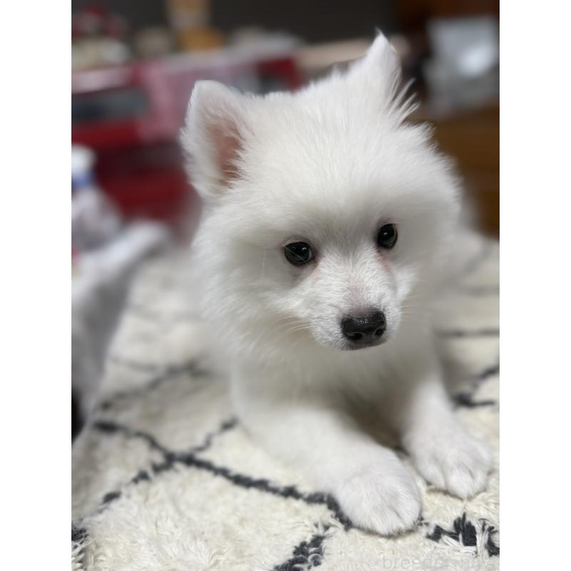 成約済の静岡県の日本スピッツ-424654の6枚目