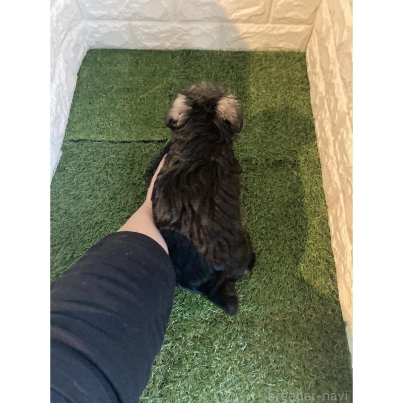 販売中の東京都のミニチュアシュナウザー-428863の8枚目