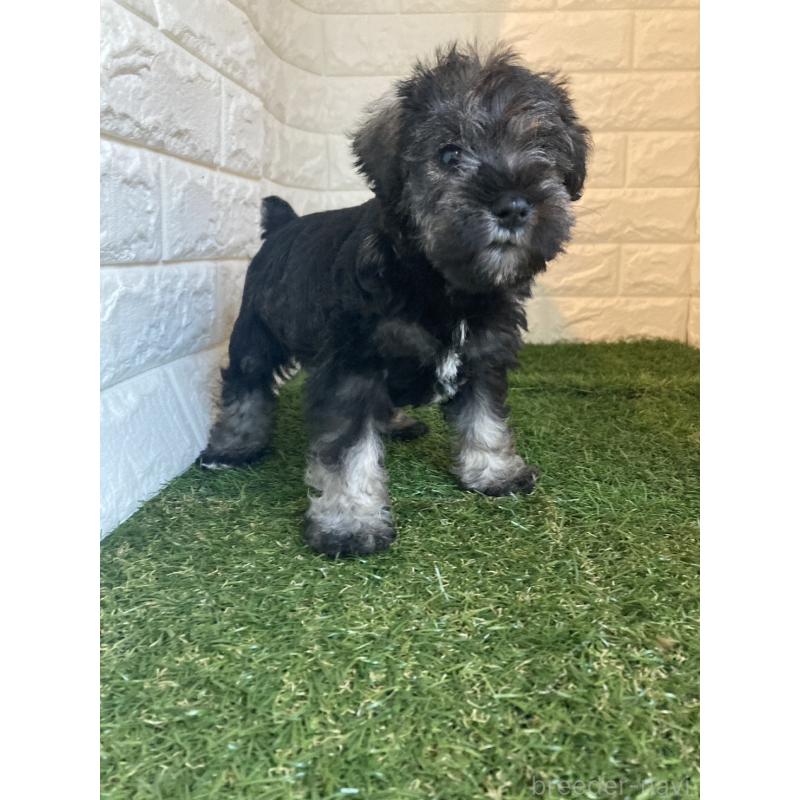 販売中の東京都のミニチュアシュナウザー-428863の6枚目