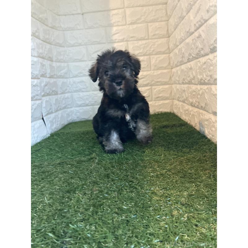 販売中の東京都のミニチュアシュナウザー-428863の4枚目