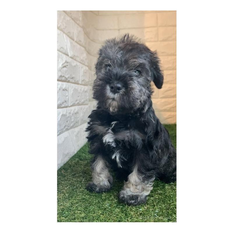 販売中の東京都のミニチュアシュナウザー-428863の3枚目