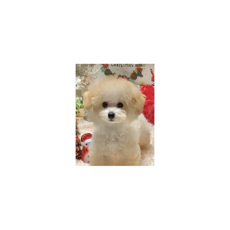 販売中の兵庫県のティーカッププードル-413257の4枚目