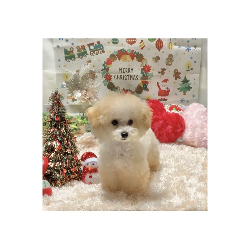 販売中の兵庫県のティーカッププードル-413257の3枚目