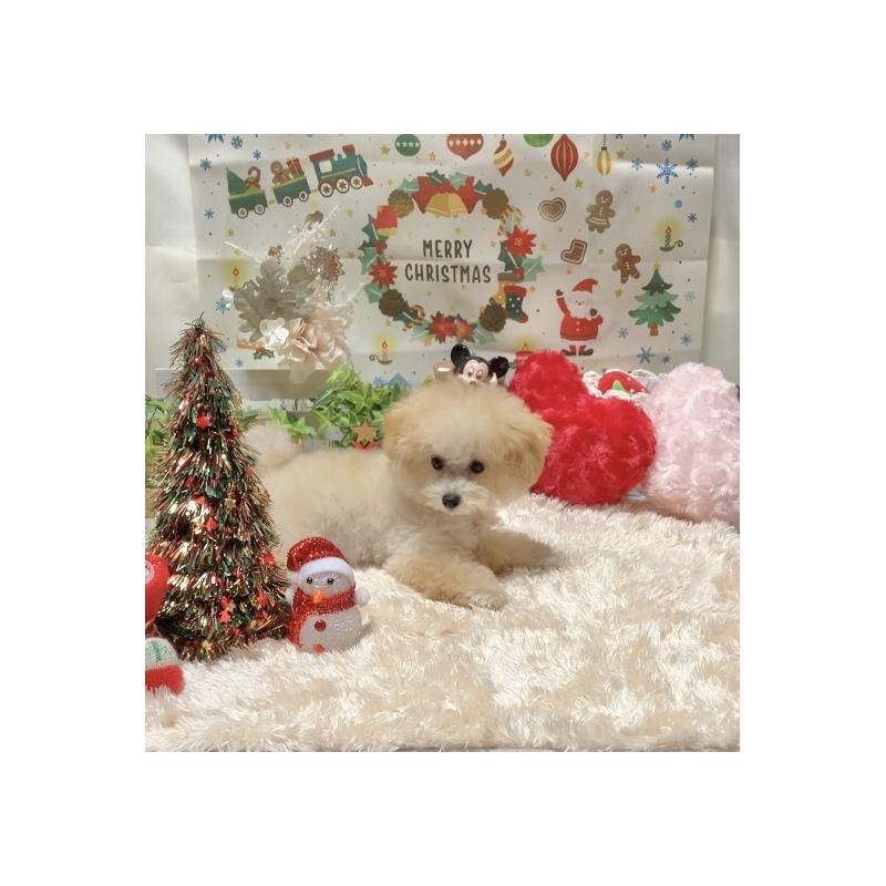 販売中の兵庫県のティーカッププードル-413257の2枚目