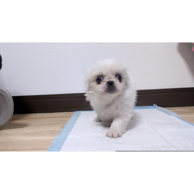 販売中の茨城県のペキニーズ-428864の3枚目