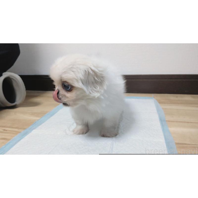 販売中の茨城県のペキニーズ-428864の2枚目