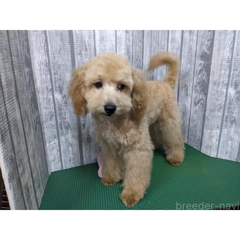 販売中の埼玉県のトイプードル-412787の5枚目