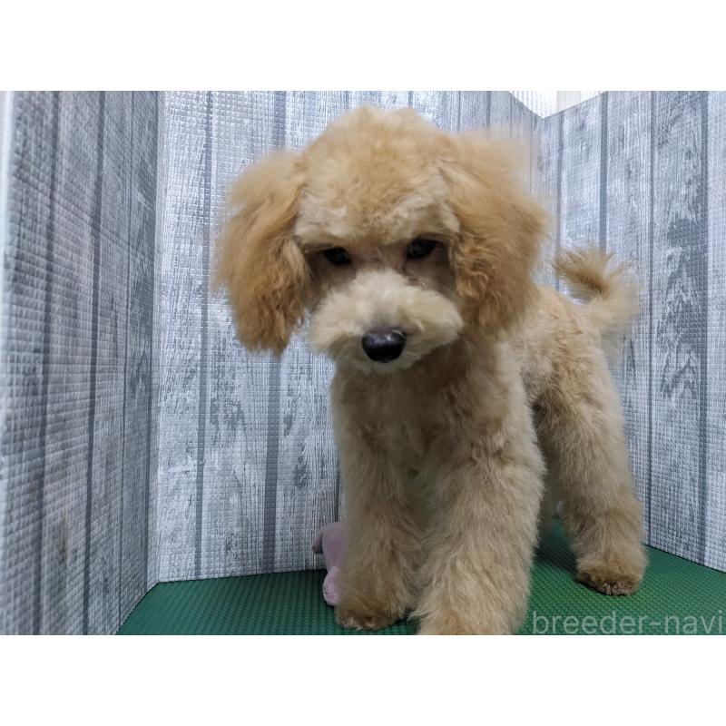 販売中の埼玉県のトイプードル-412787の3枚目