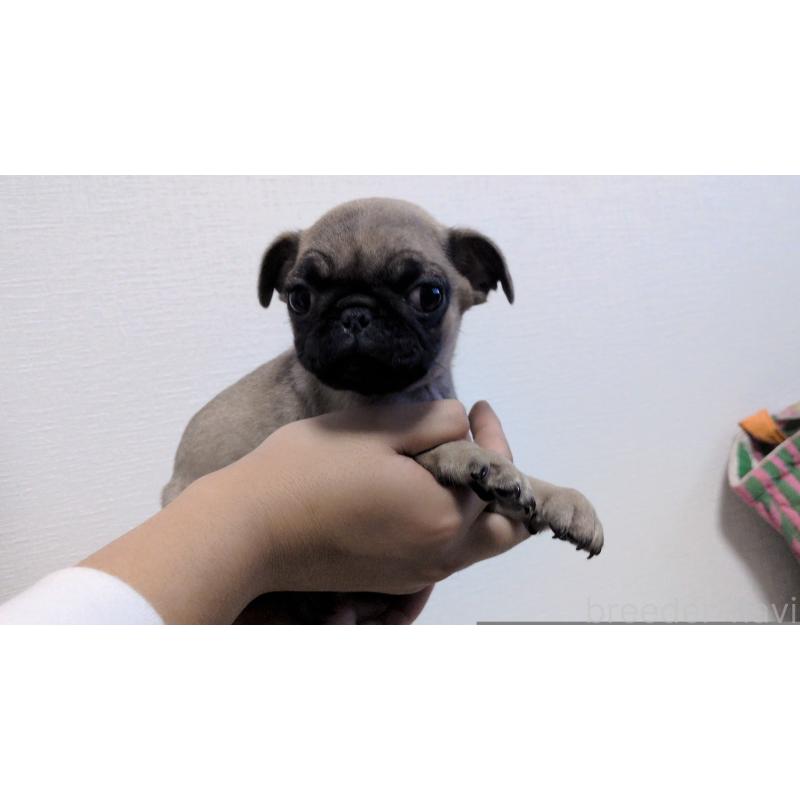 販売中の茨城県のパグ-428865の15枚目