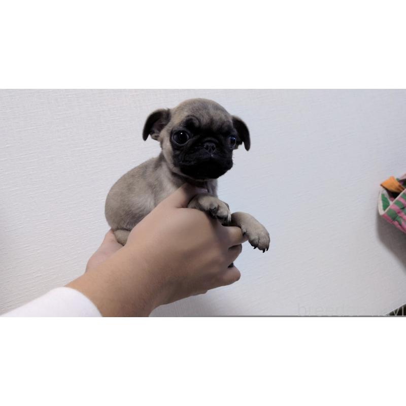 販売中の茨城県のパグ-428865の13枚目