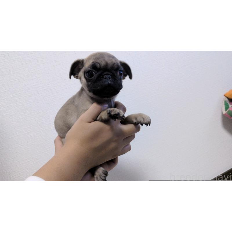 販売中の茨城県のパグ-428865の11枚目