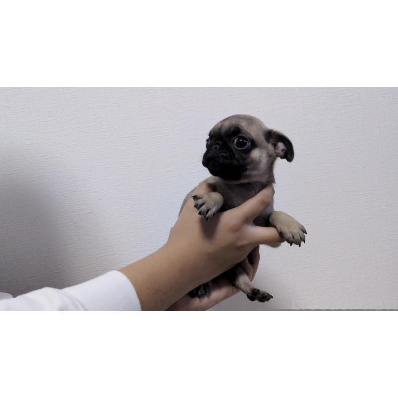 販売中の茨城県のパグ-428865の8枚目