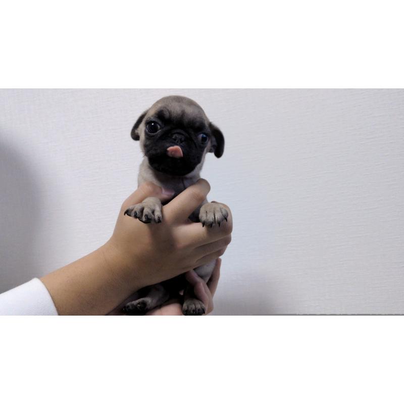 販売中の茨城県のパグ-428865の6枚目