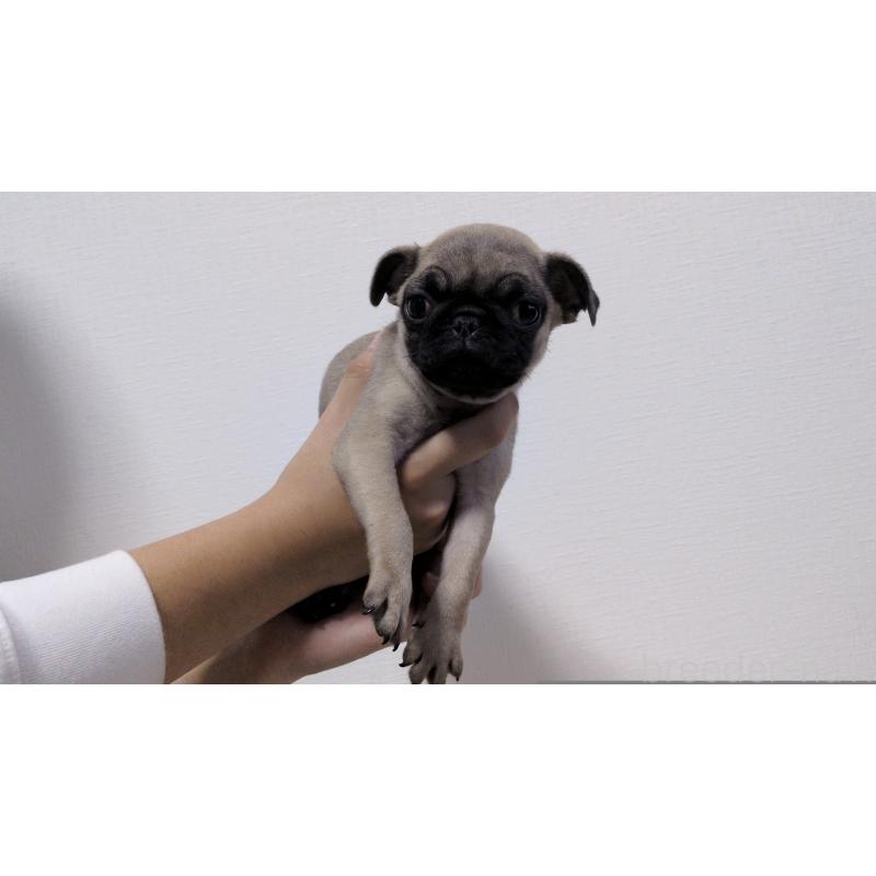 販売中の茨城県のパグ-428865の5枚目