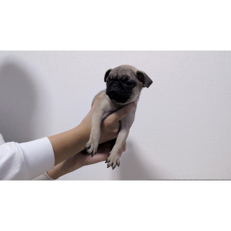 販売中の茨城県のパグ-428865の4枚目