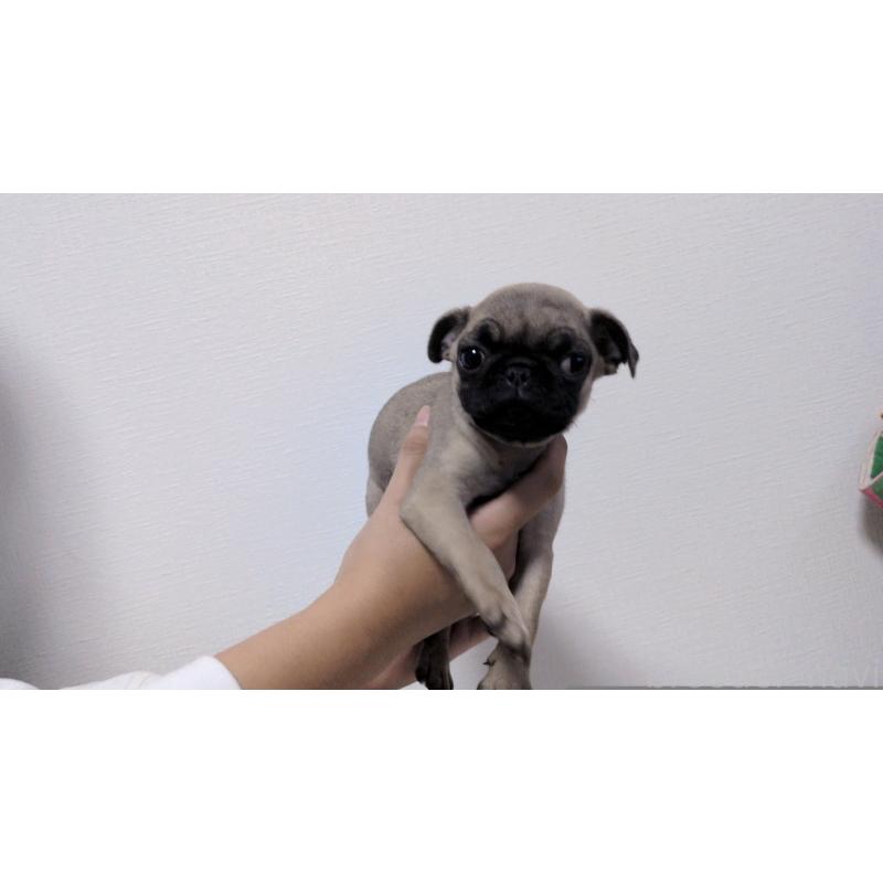 販売中の茨城県のパグ-428865の3枚目