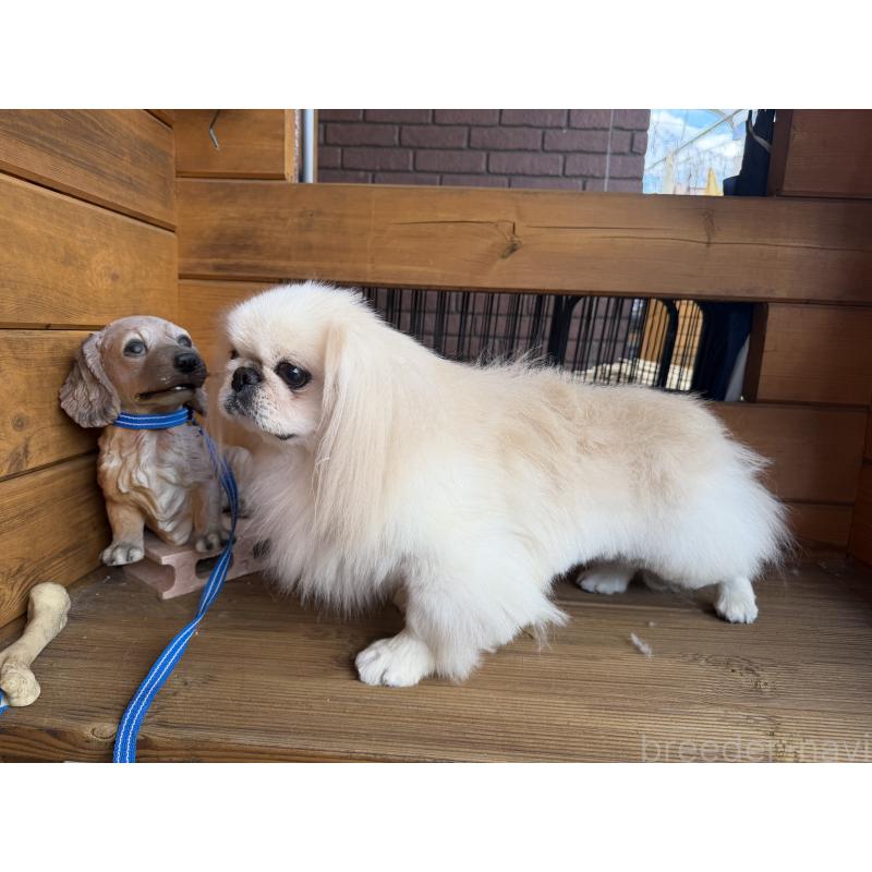 販売中の愛知県のペキニーズ-428871の5枚目