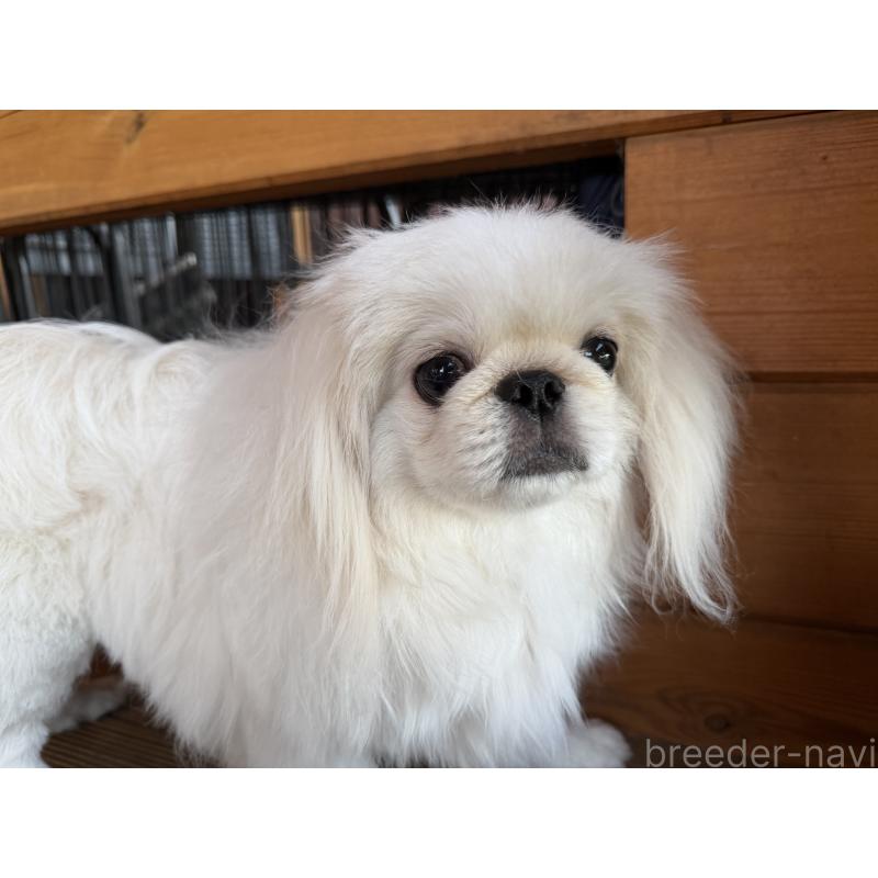 販売中の愛知県のペキニーズ-428871の4枚目