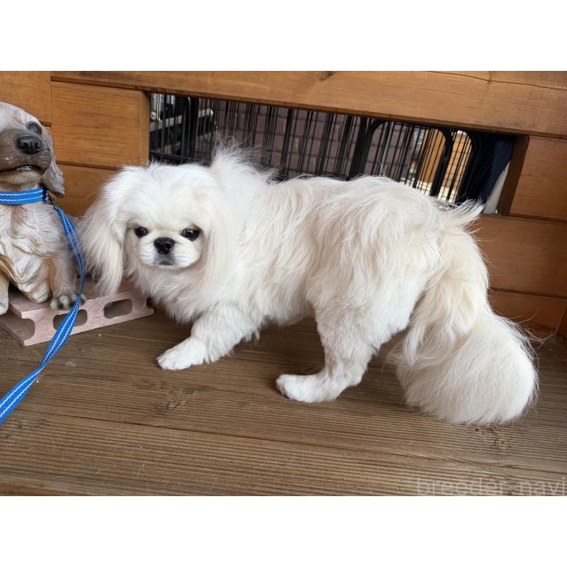 販売中の愛知県のペキニーズ-428871の3枚目