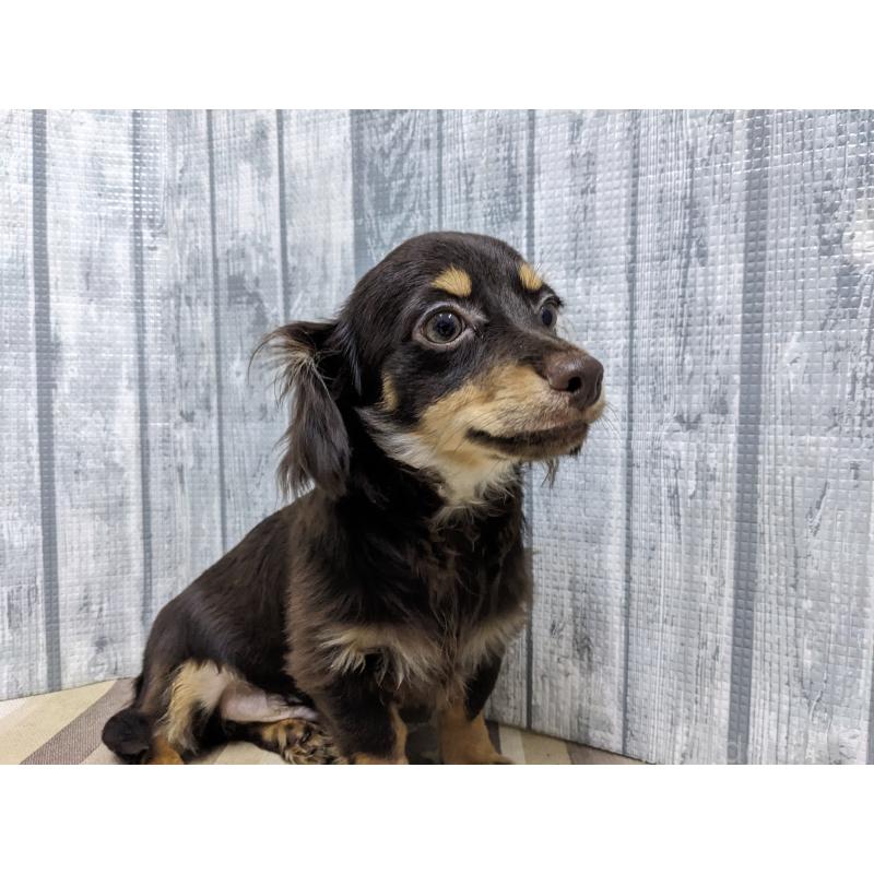 販売中の埼玉県のチワックス:チワワ×ミニチュアダックスフンド-412220の5枚目