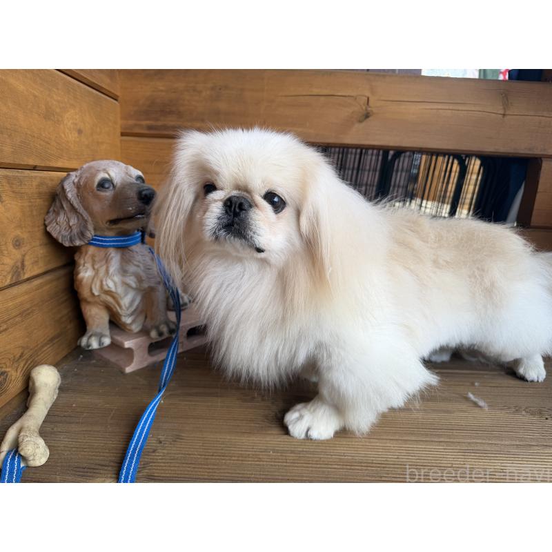 販売中の愛知県のペキニーズ-428871の2枚目