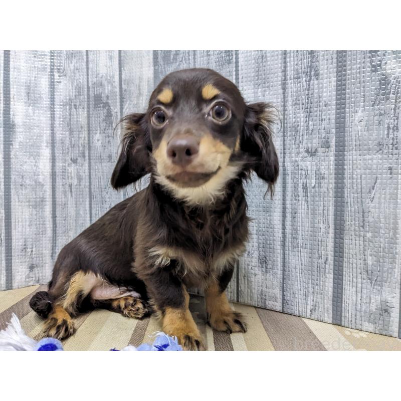 販売中の埼玉県のチワックス:チワワ×ミニチュアダックスフンド-412220の4枚目