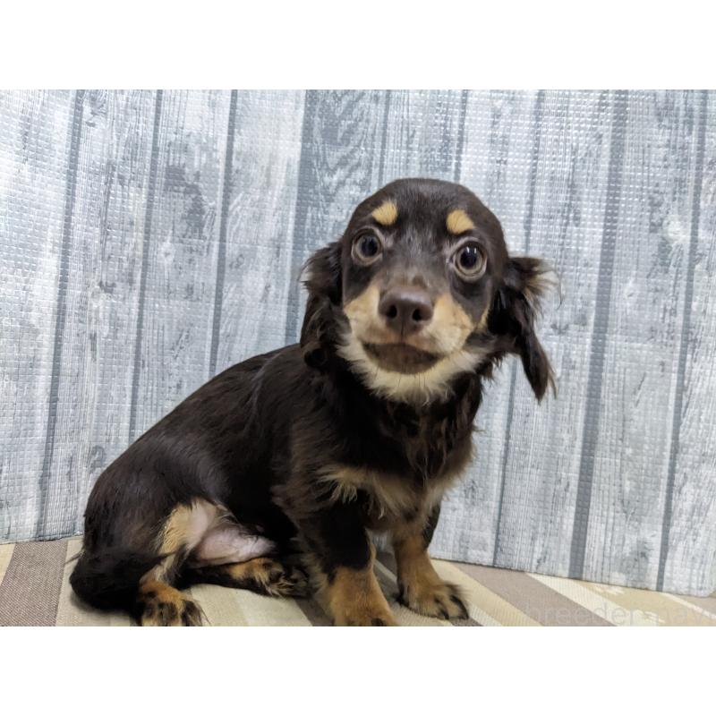 販売中の埼玉県のチワックス:チワワ×ミニチュアダックスフンド-412220の3枚目